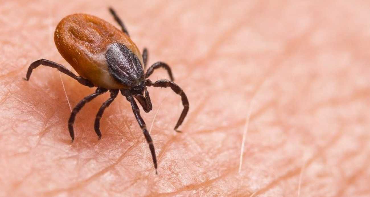 Kent genelinde kene kâbusu: ölü sayısı 8’e ulaştı