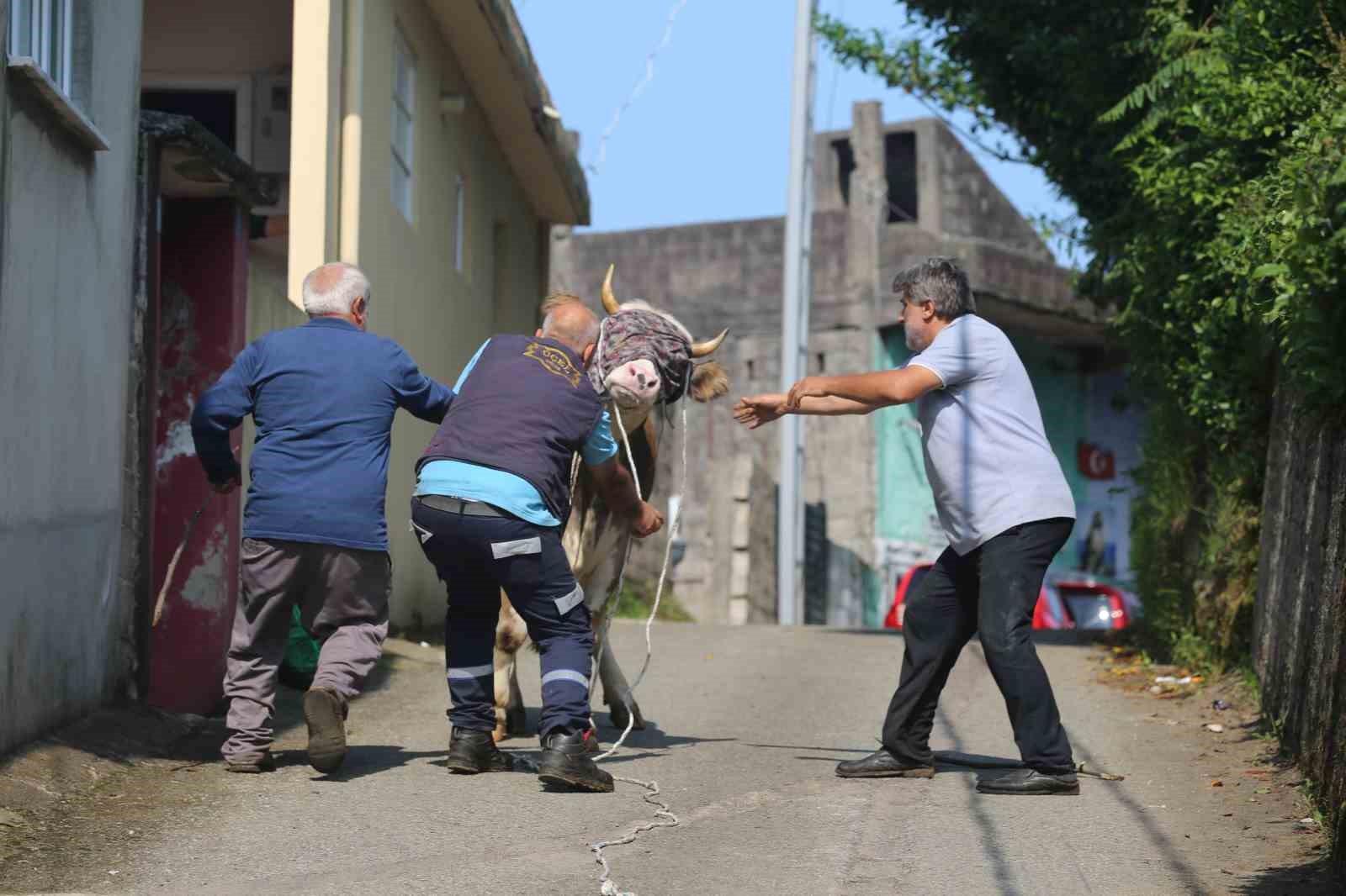 Rize’de kaçan kurbanlık sahiplerini peşinden koşturdu