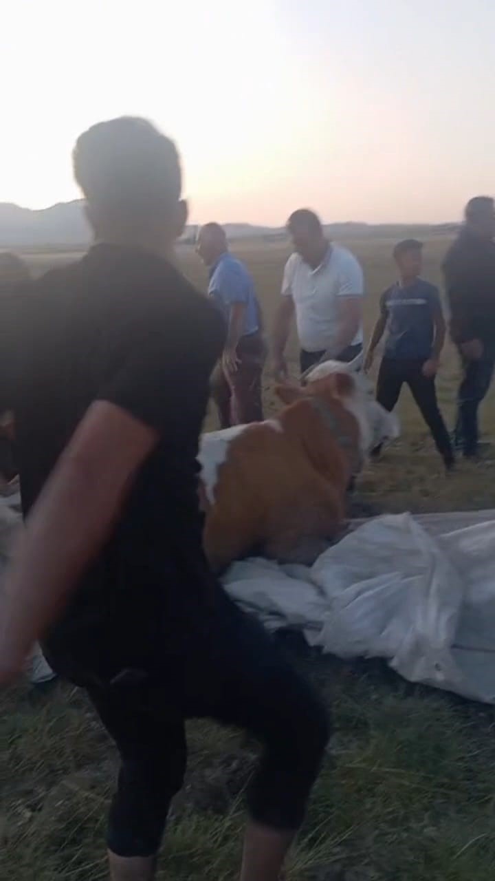 Arin Gölü’nde çamura saplanan inek kurtarıldı