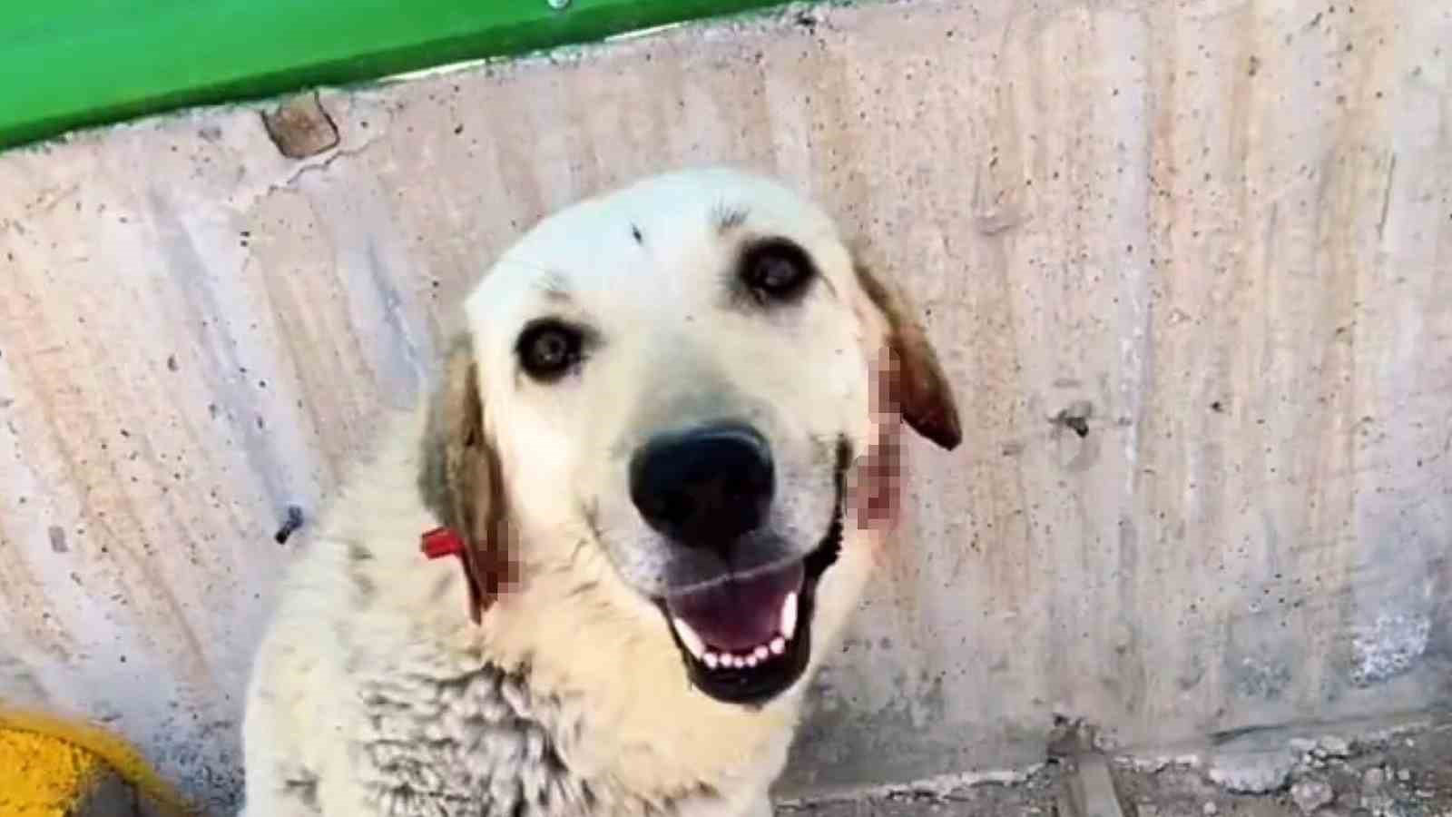 Büyükşehir Belediyesi bünyesinde faaliyet gösteren hayvan barınağında dehşete düşüren görüntüler