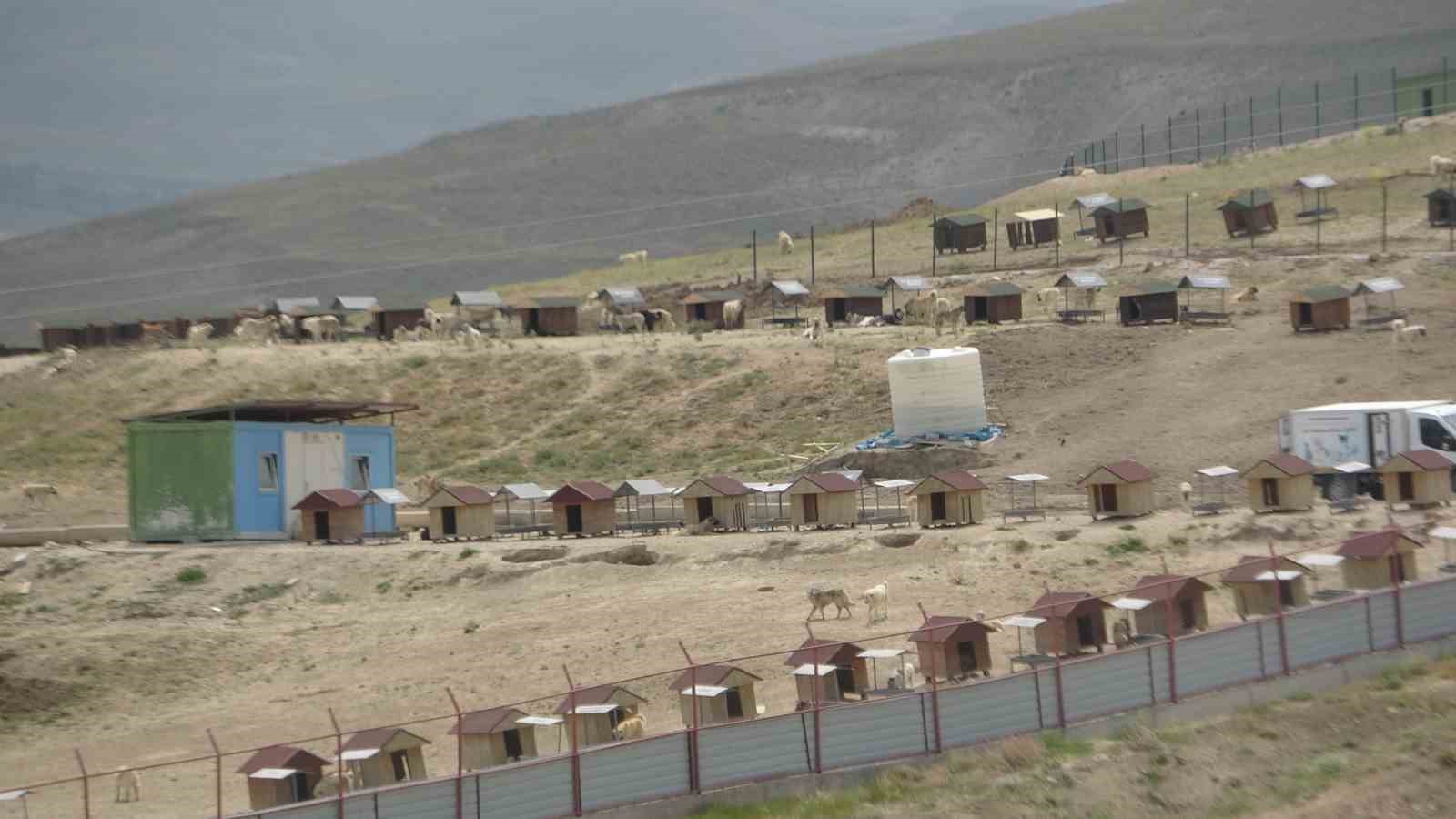 Büyükşehir Belediyesi bünyesinde faaliyet gösteren hayvan barınağında dehşete düşüren görüntüler