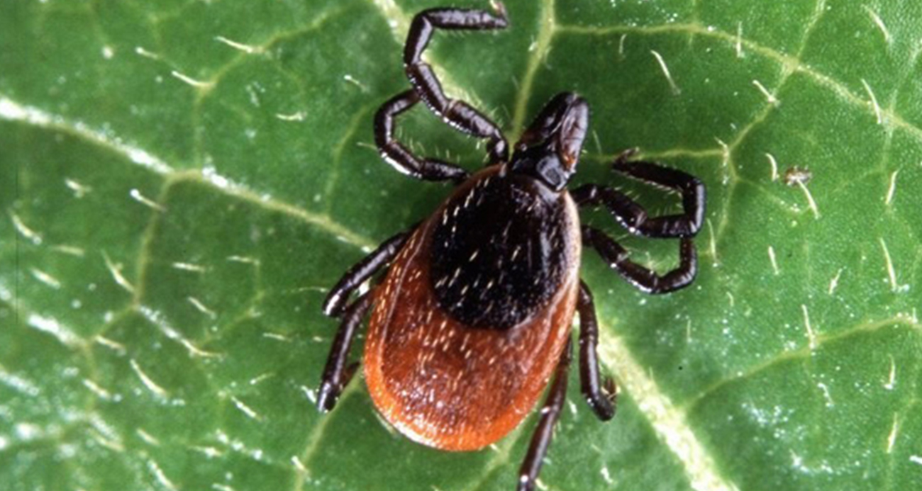 Kenenin ısırdığı adam hastaneye kaldırıldı