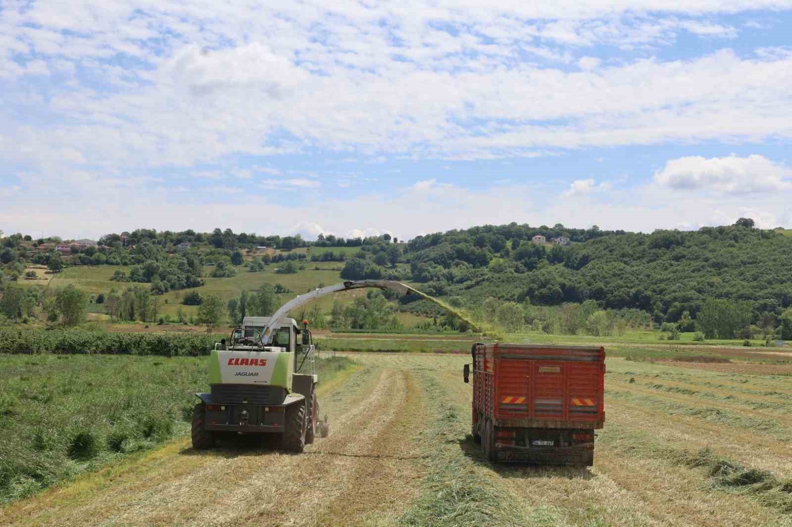 Süt otu hasadı başladı