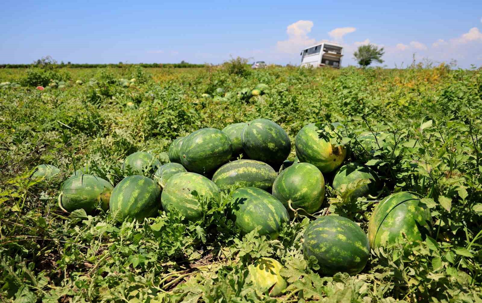 Hasadı süren karpuzun kilosu 9-10 liraya geriledi