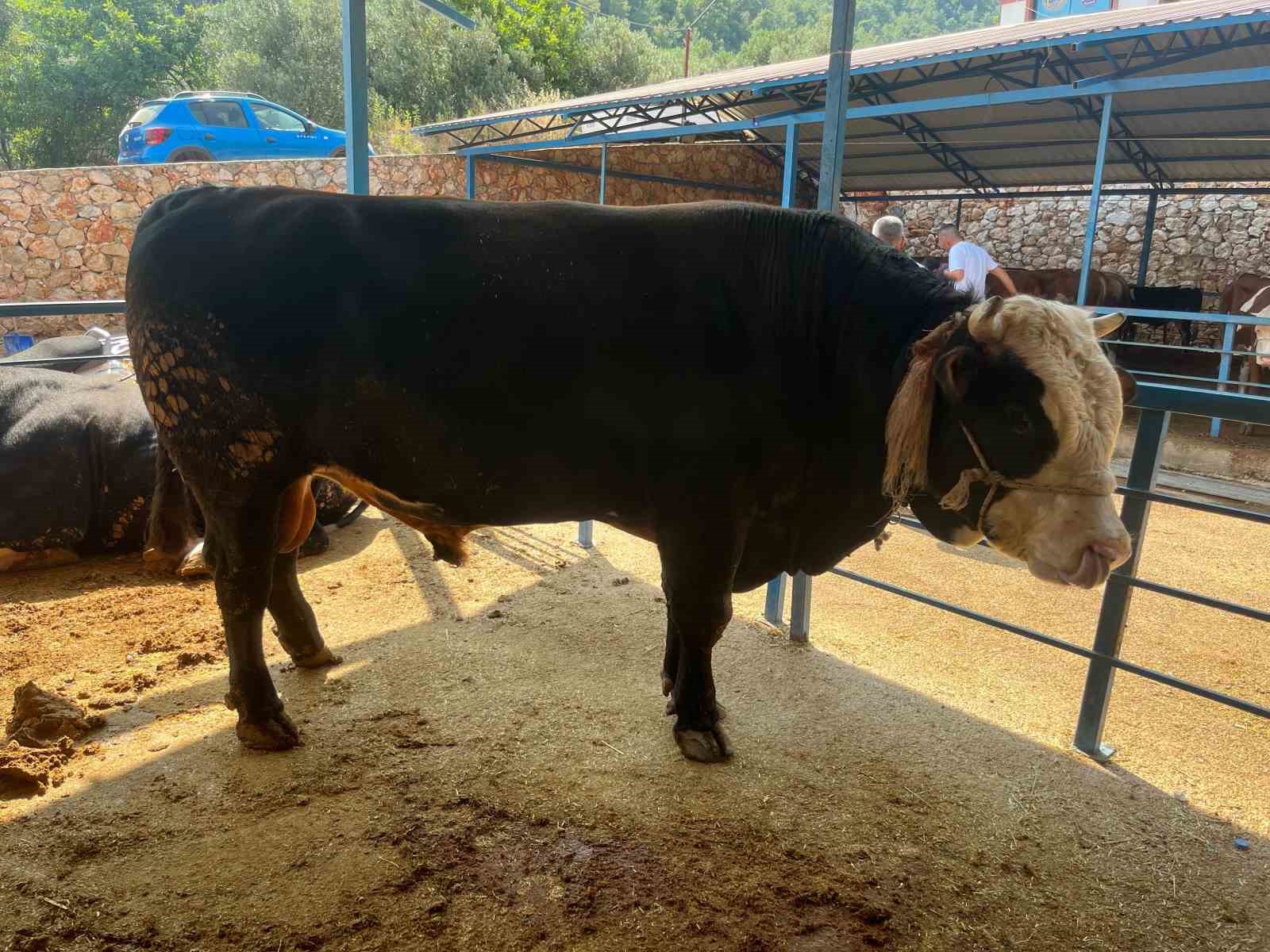 1 ton 300 kiloluk tosun 430 Bin TL’ye satıldı