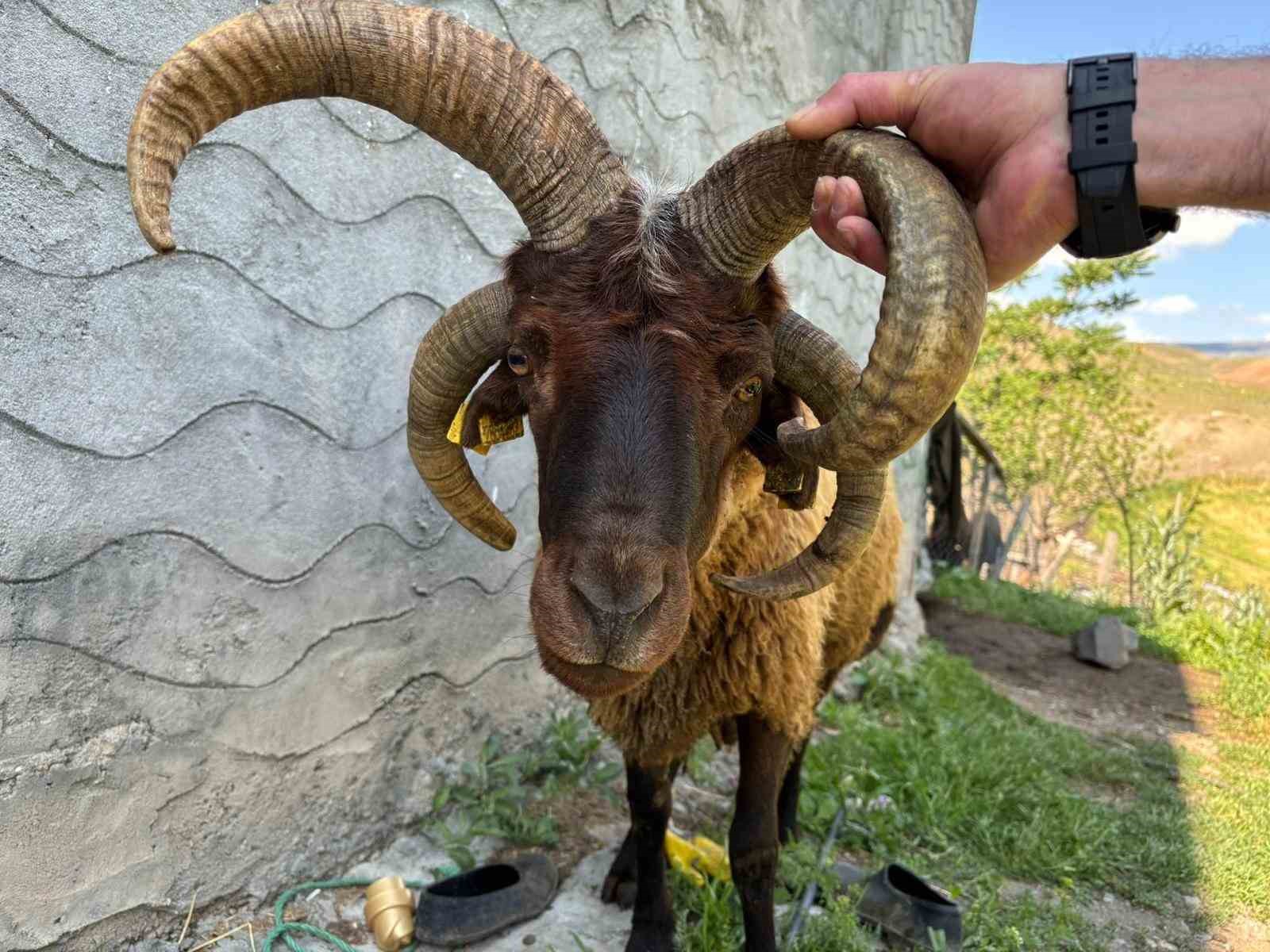 4 boynuzlu koç ilgi odağı oldu