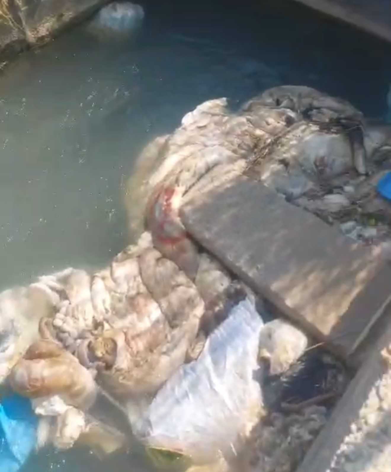 Sulama kanalları hayvan pislikleriyle doldu taştı