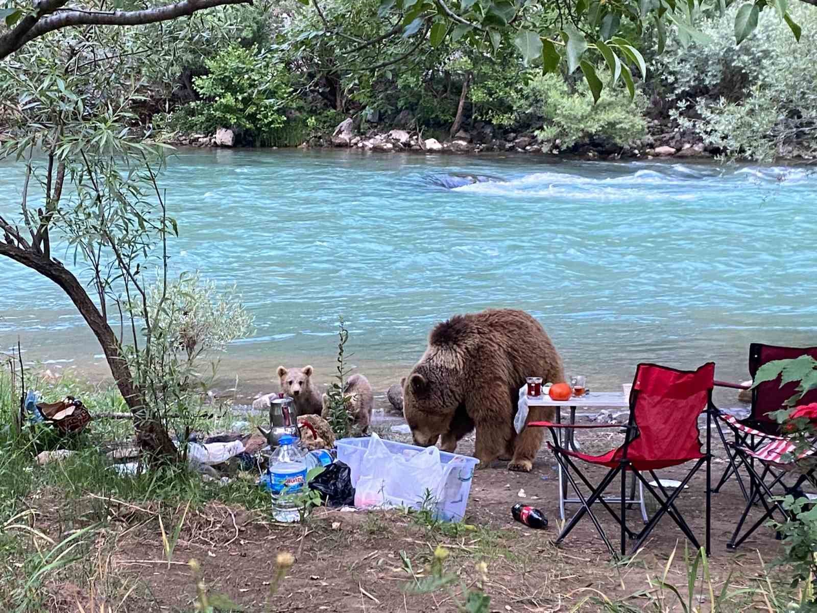 Anne ayı ve yavruları piknik sofrasına konuk oldu