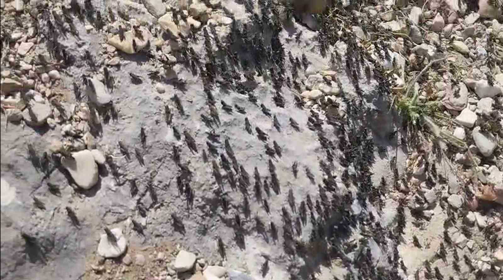 Antalya’da çekirge istilası!