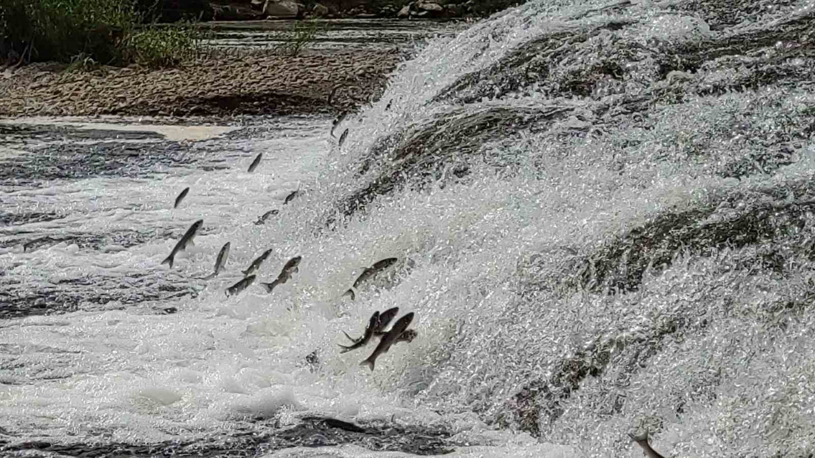 İnci kefalinin tersine göçü su altından görüntülendi