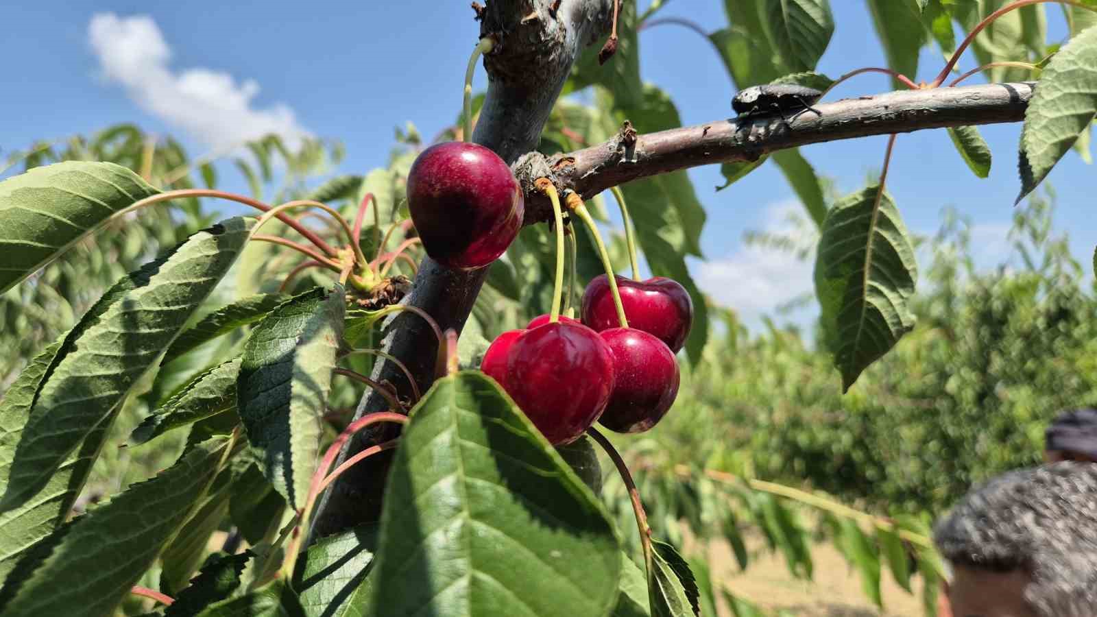 Bahçede kiraz 130 ile 250 TL arasında