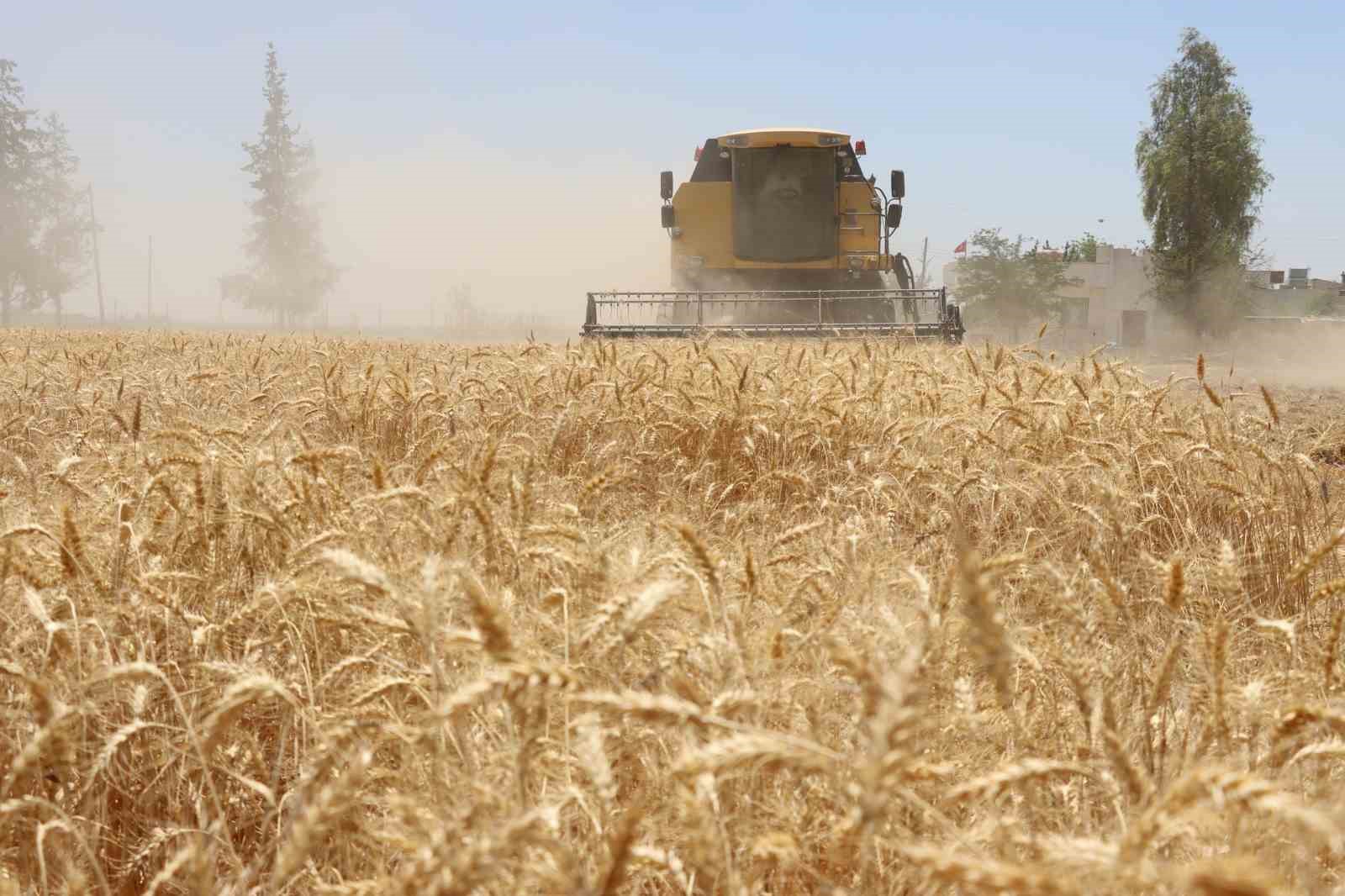 Belediyede hasat zamanı