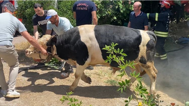 Sigara izmariti önce otları, sonra ahırı yaktı