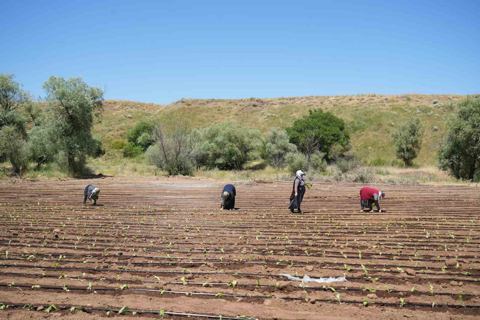 Muş’ta tütün ekimi başladı: 1 milyar TL’lik katkı bekleniyor