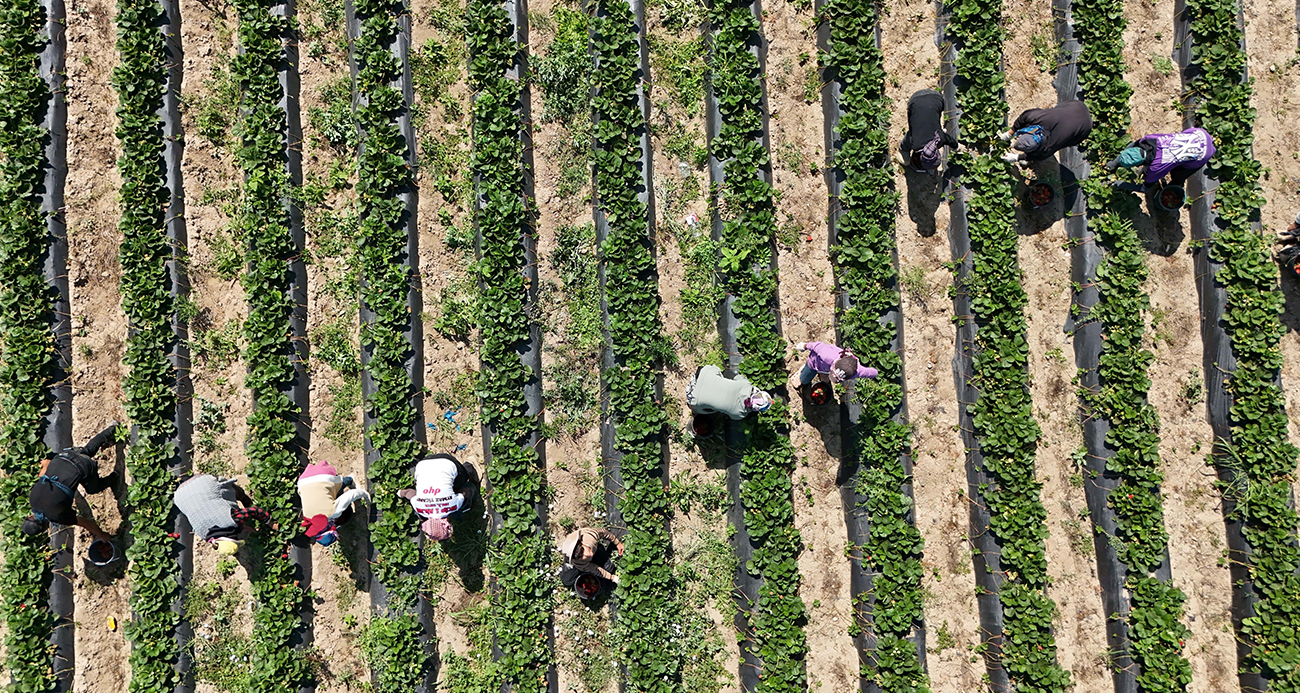 ‘Kırmızı elmas’ hasadı başladı