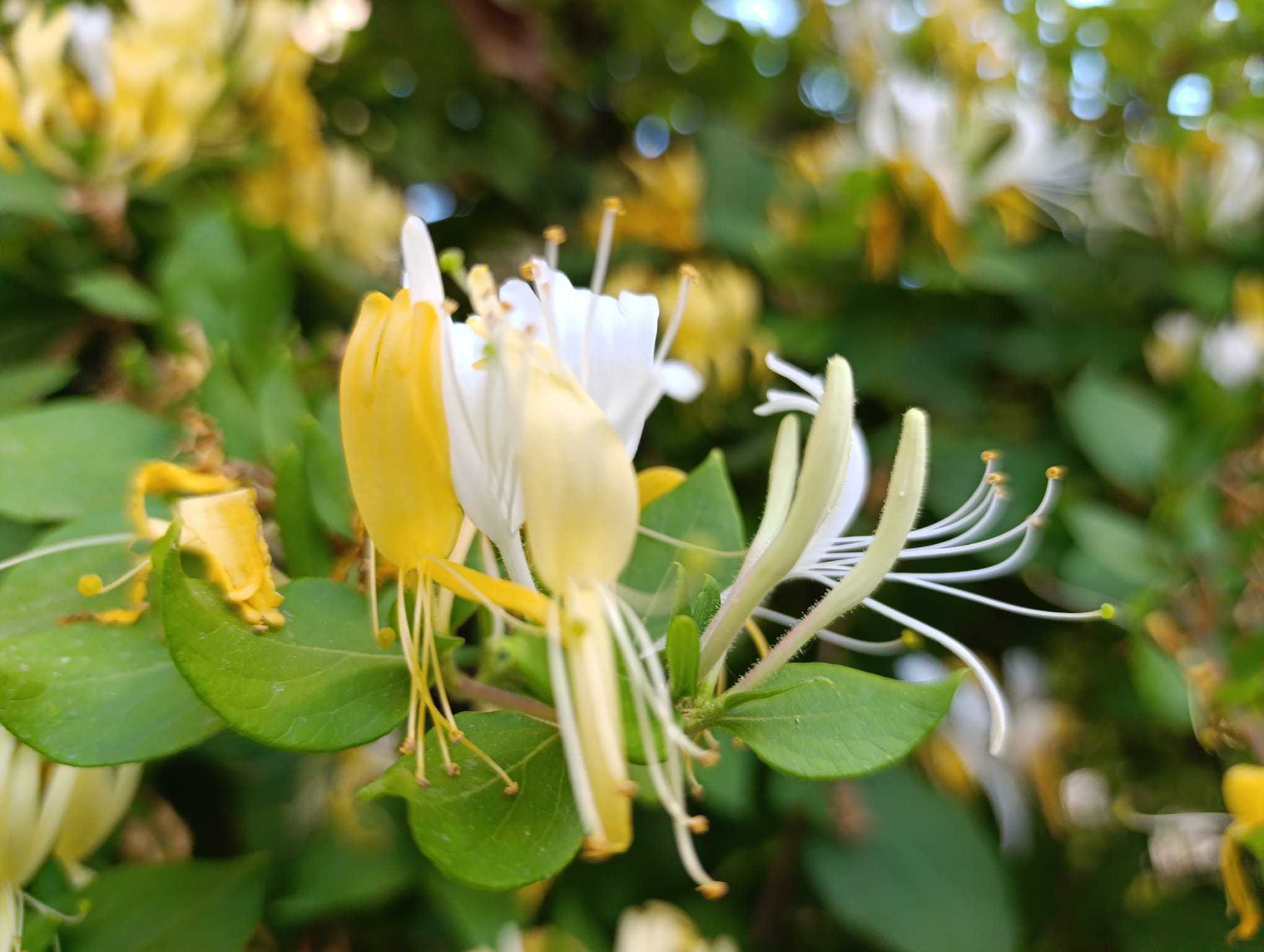 Van’da Hanımeli Mevsimi: Şehir Doğal Güzelliğe Büründü