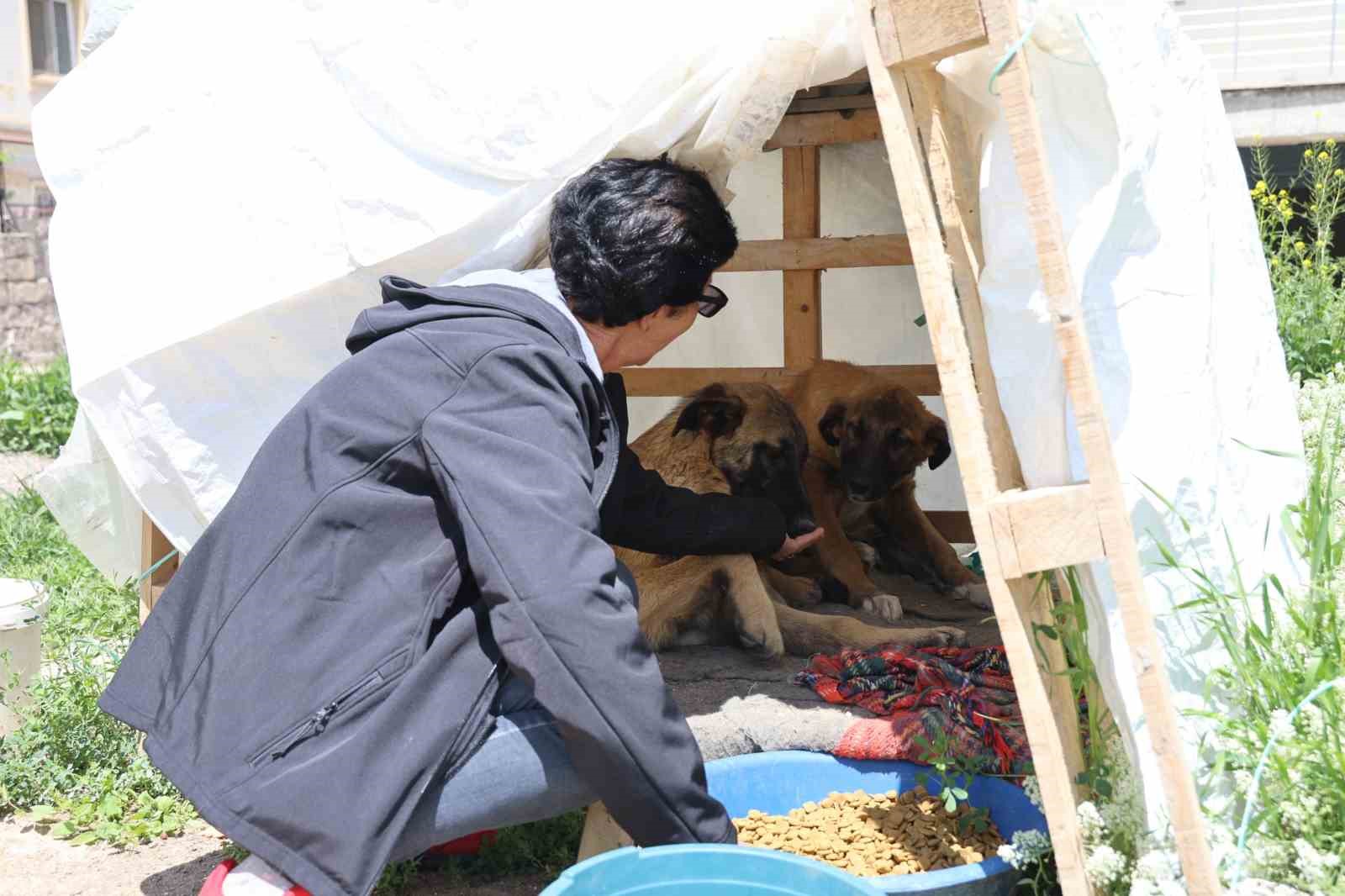 30 yıldır sokak hayvanlarını besliyor