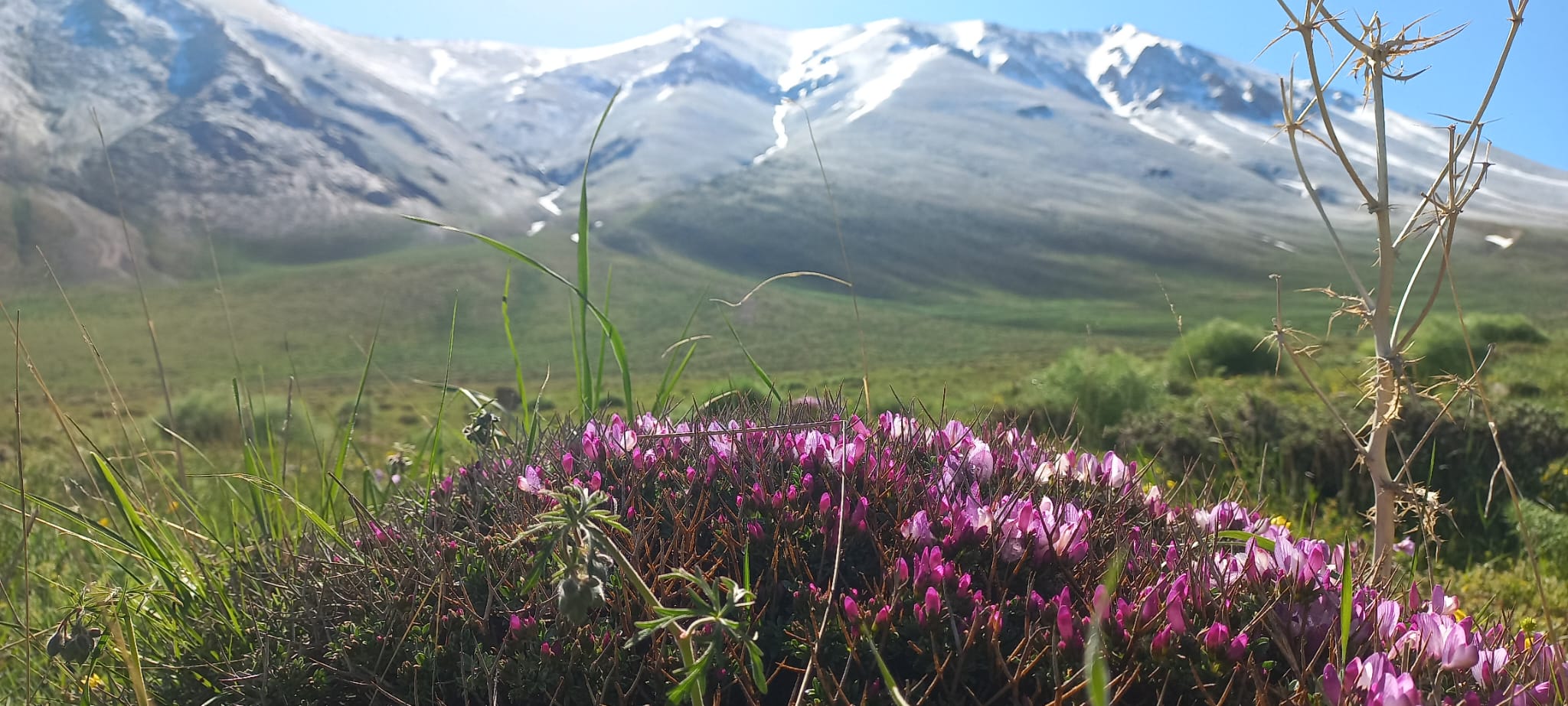 Van ve Çevresinde Şifalı Otlar Tehlike Altında: Doğaya Kökünden Zarar Veriliyor