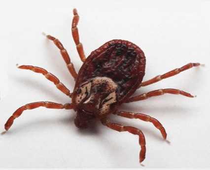 Kene kabusu devam ediyor: Ölenlerin sayısı 10’a yükseldi