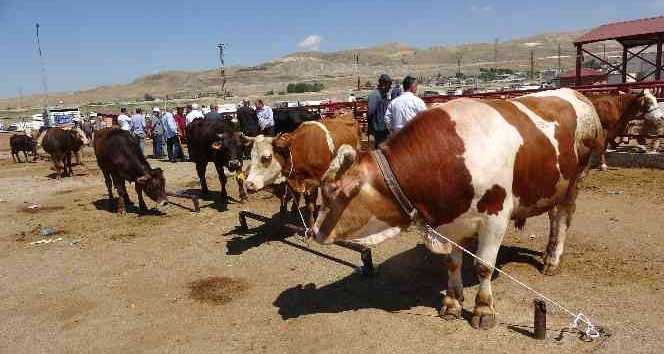 Van’da Kurban Satış Ve Kesim Yerleri Belirlendi