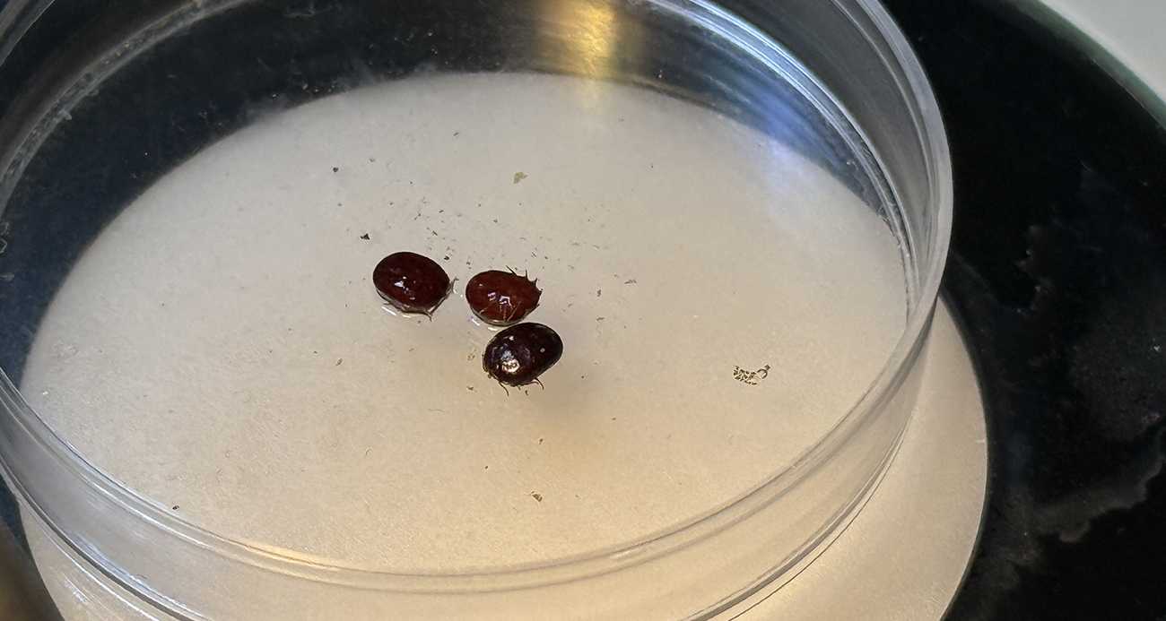 Türkiye’nin kene faunası değişiyor: Yeni türler takip altında