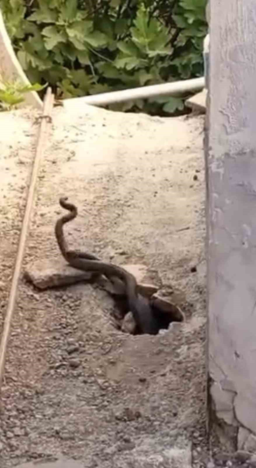 Evin içinden çıkan 2 metrelik yılanlar paniğe neden oldu