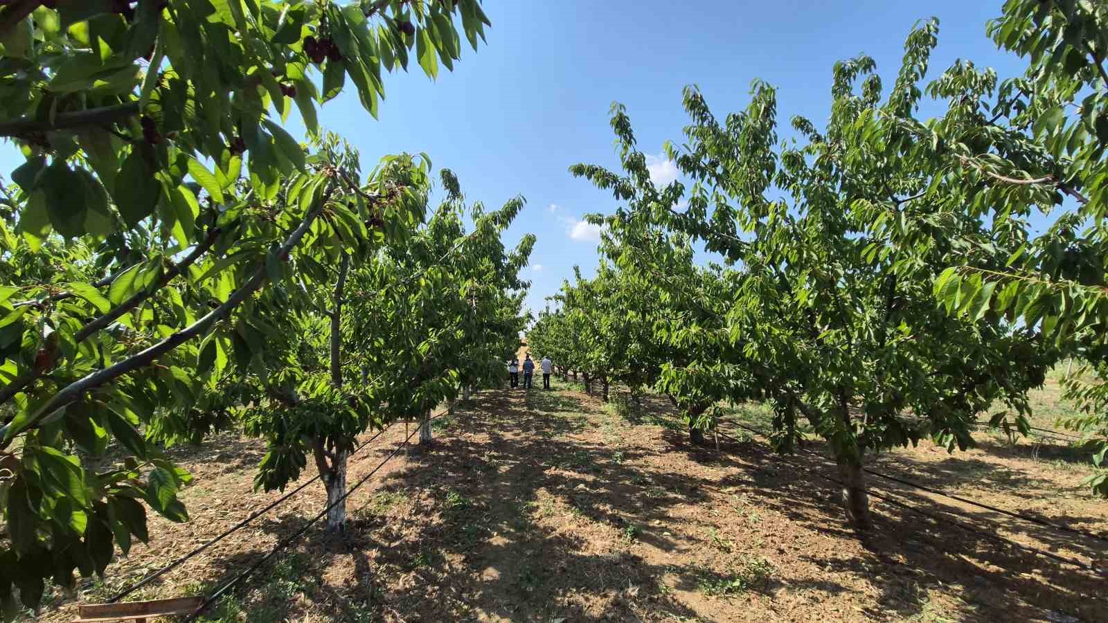 Tekirdağ’da bahçede kiraz 130 ile 250 TL arasında