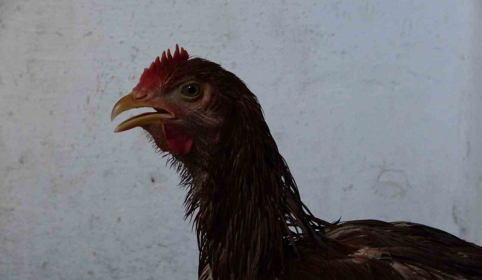 Çocuk gibi ağlayan tavuğunu kesmeye kıyamadı, iyileşmesi için veteriner aramaya başladı