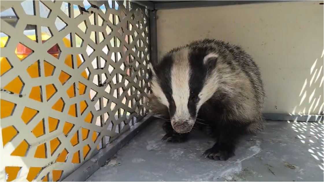 Porsuk Emin Ellerde: Yaralı Hayvan Van’da Tedavi Edilecek