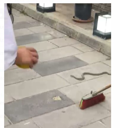 Van’da İskele Caddesi’nde Yılan Paniği