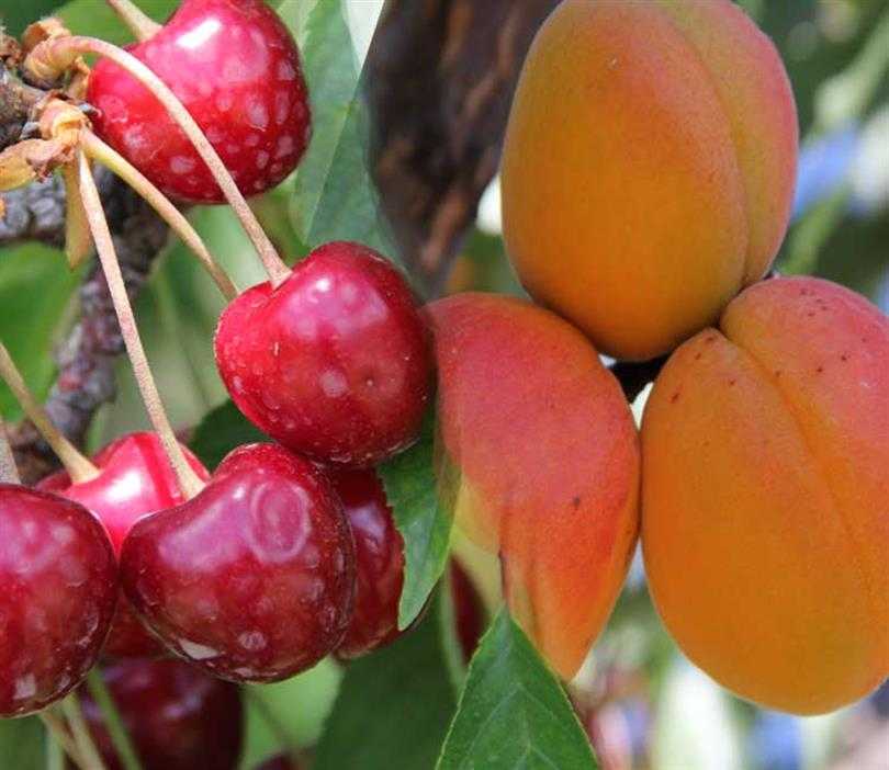 Kiraz ve kayısıda yüzde 65 verim kaybı: Fiyatlar yükseldi