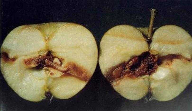 Van’da Elma İç Kurduna Karşı 2. İlaçlama Uyarısı!
