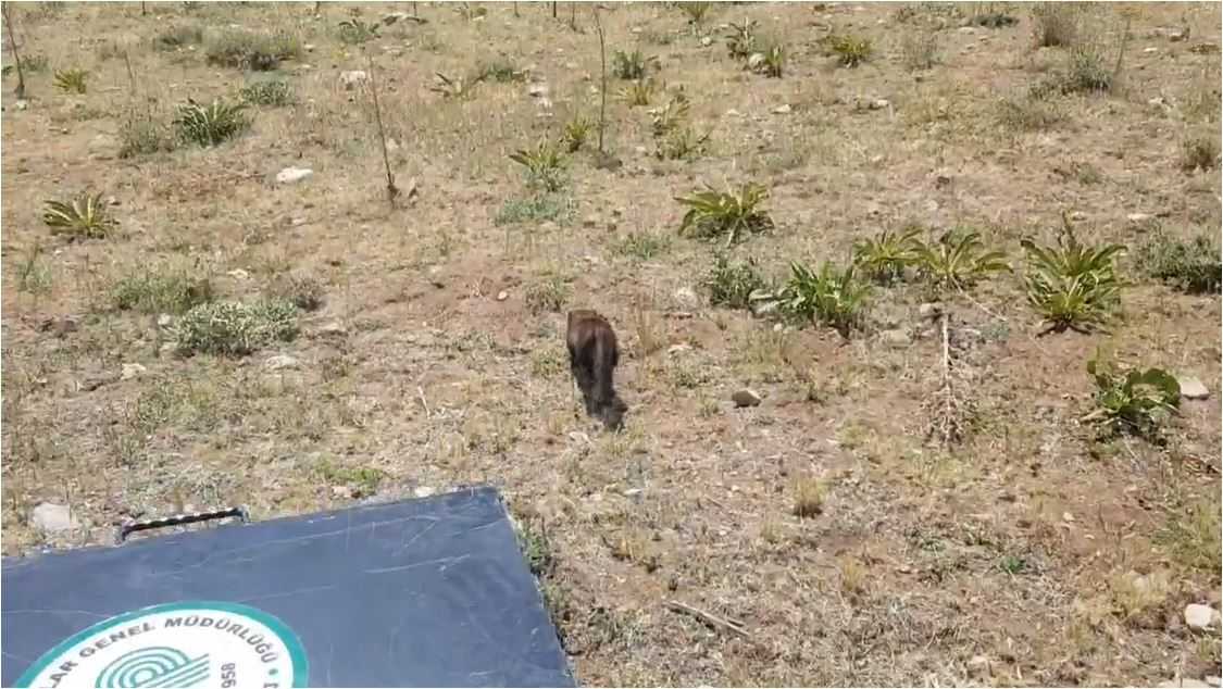 Van’da yakalanan iki tavuk avcısı yeniden doğaya bırakıldı