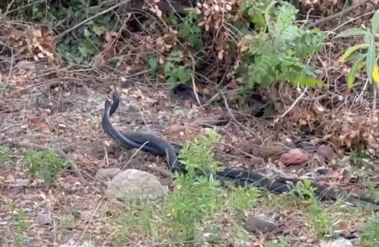 Adana’da Karayılanların ‘Dansı’ Kamerada!