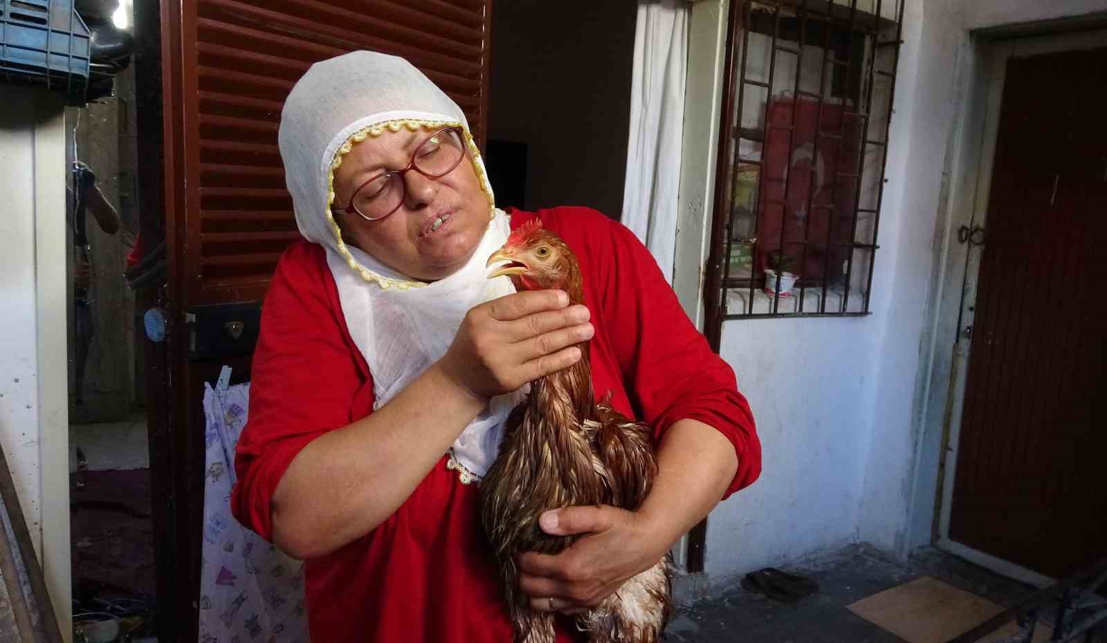 Ağlayan Tavuğunu Kesmeye Kıyamadı, Çareyi Veterinerde Aradı