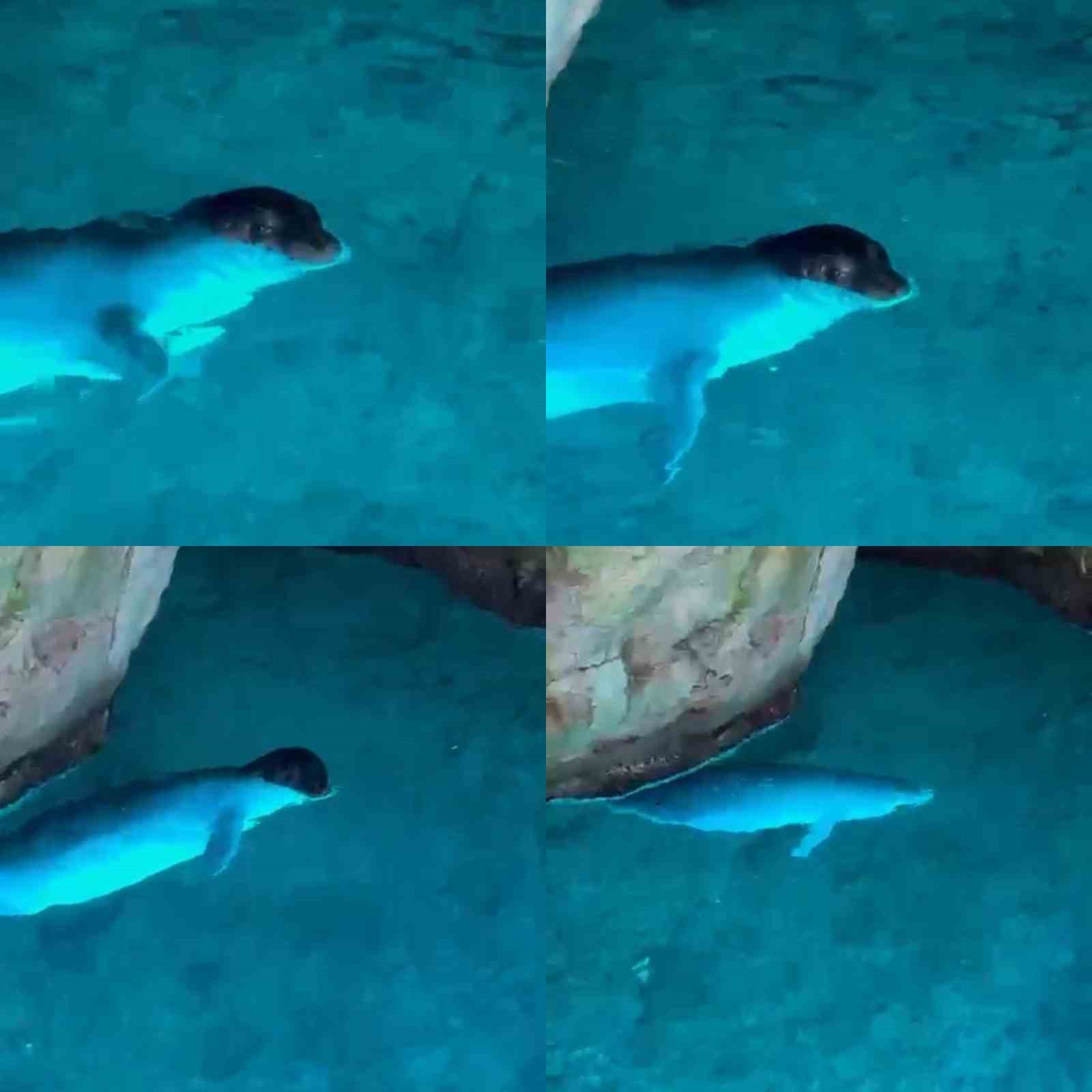 Akdeniz fokları Güvercin Mağarası’nda görüldü