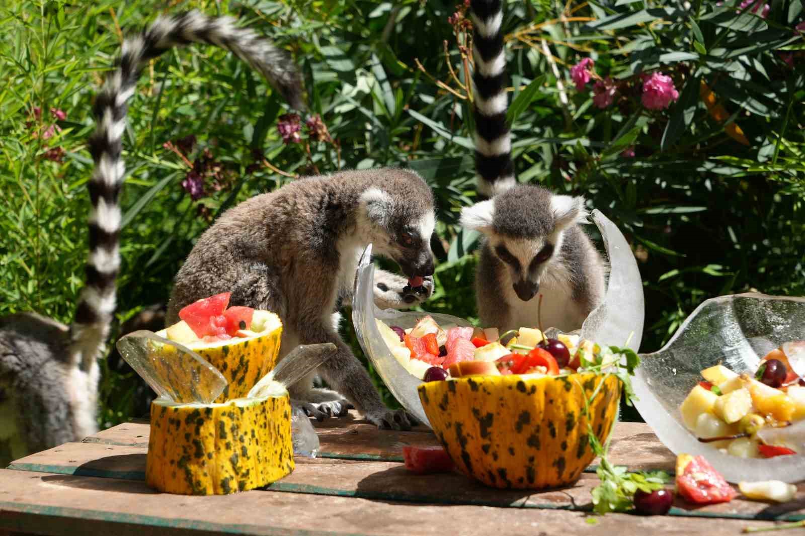 Antalya’da sıcaktan etkilenen hayvanlara buzlu meyve kokteyli
