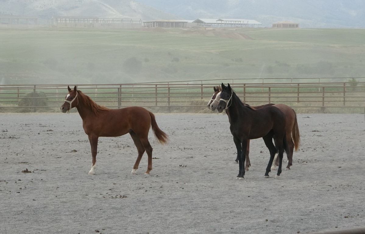 Milyonluk taylar açık artırmayla satışa sunuluyor