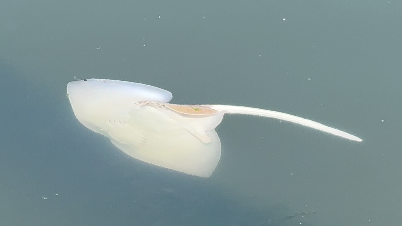 Çelebi Limanı kirlilik saçıyor, Bandırma Körfezi ölüyor