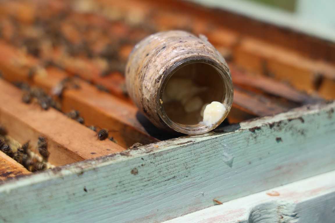 Kraliçe arının ömrünü uzatan şifa kaynağı, kilosu 45 bin liradan alıcı buluyor