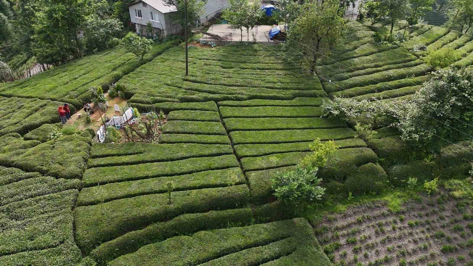 ‘Baklava Görünümlü’ Çay Bahçesi Görenleri Hayran Bıraktı