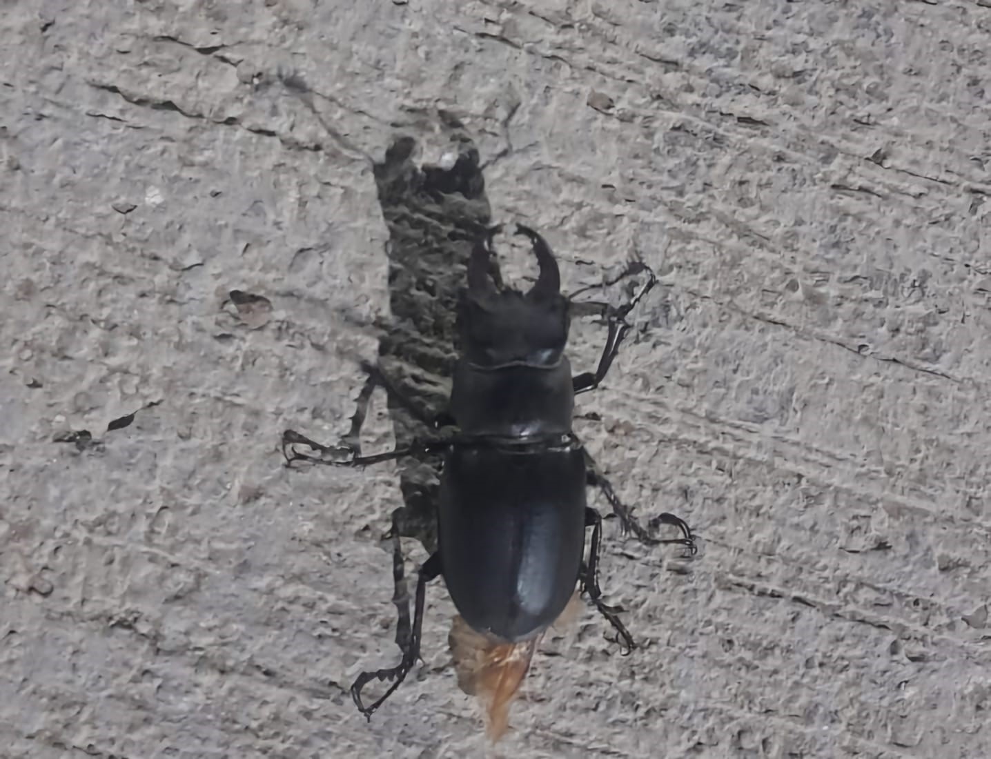 Bu Böceği Öldürmenin Cezası 557 Bin TL