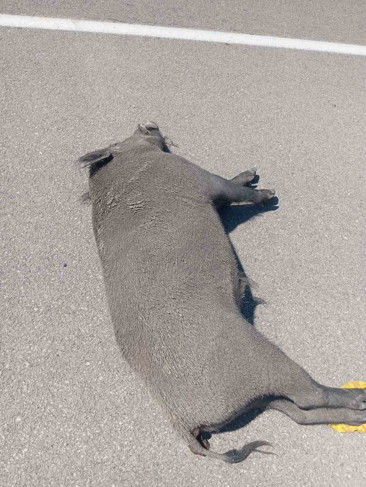 Van’da  otomobil yaban domuzuna çarptı