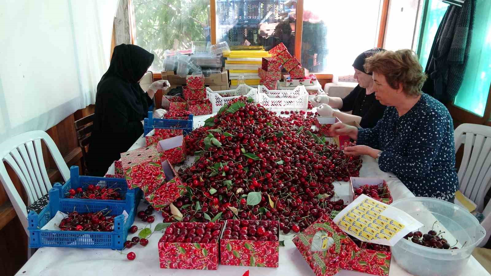 Çay bardağına sığmayan Lapseki kirazında hasat başladı