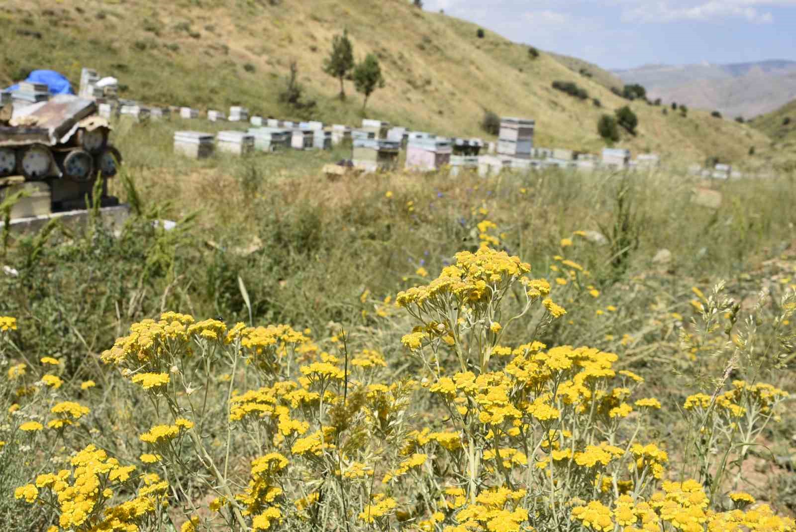 Kuraklık Bitlisli arıcıları kara kara düşündürüyor