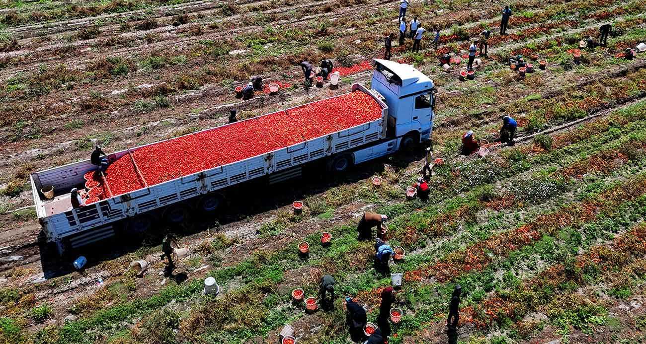 Domatesin tarlada kilogram fiyatı 3 liraya kadar düştü