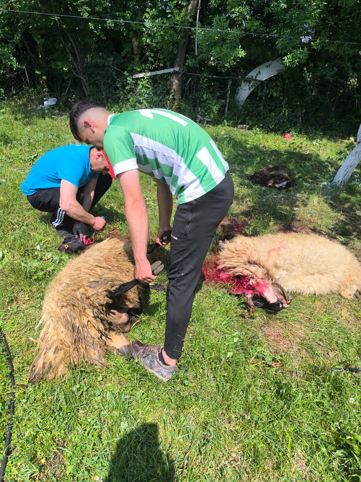 Van’da Bayram Namazının Ardından Kurbanlar Kesildi