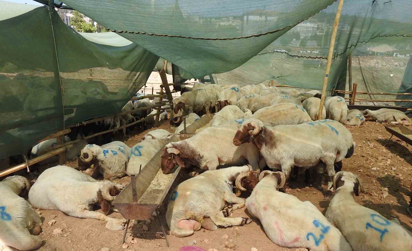 Kurban Bayramı’nın ilk günü hayvan pazarları dolup taştı