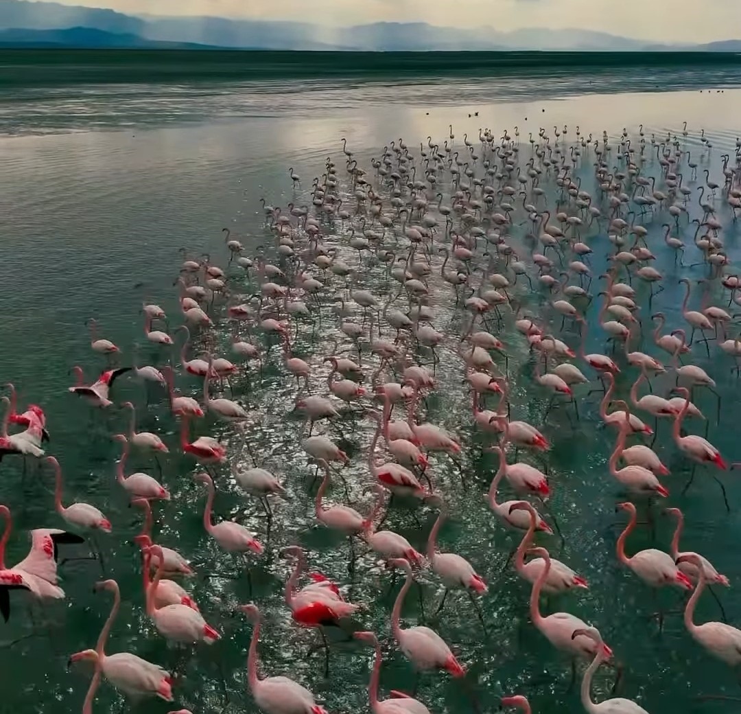 Erçek Gölü narin misafirlerini ağırlıyor