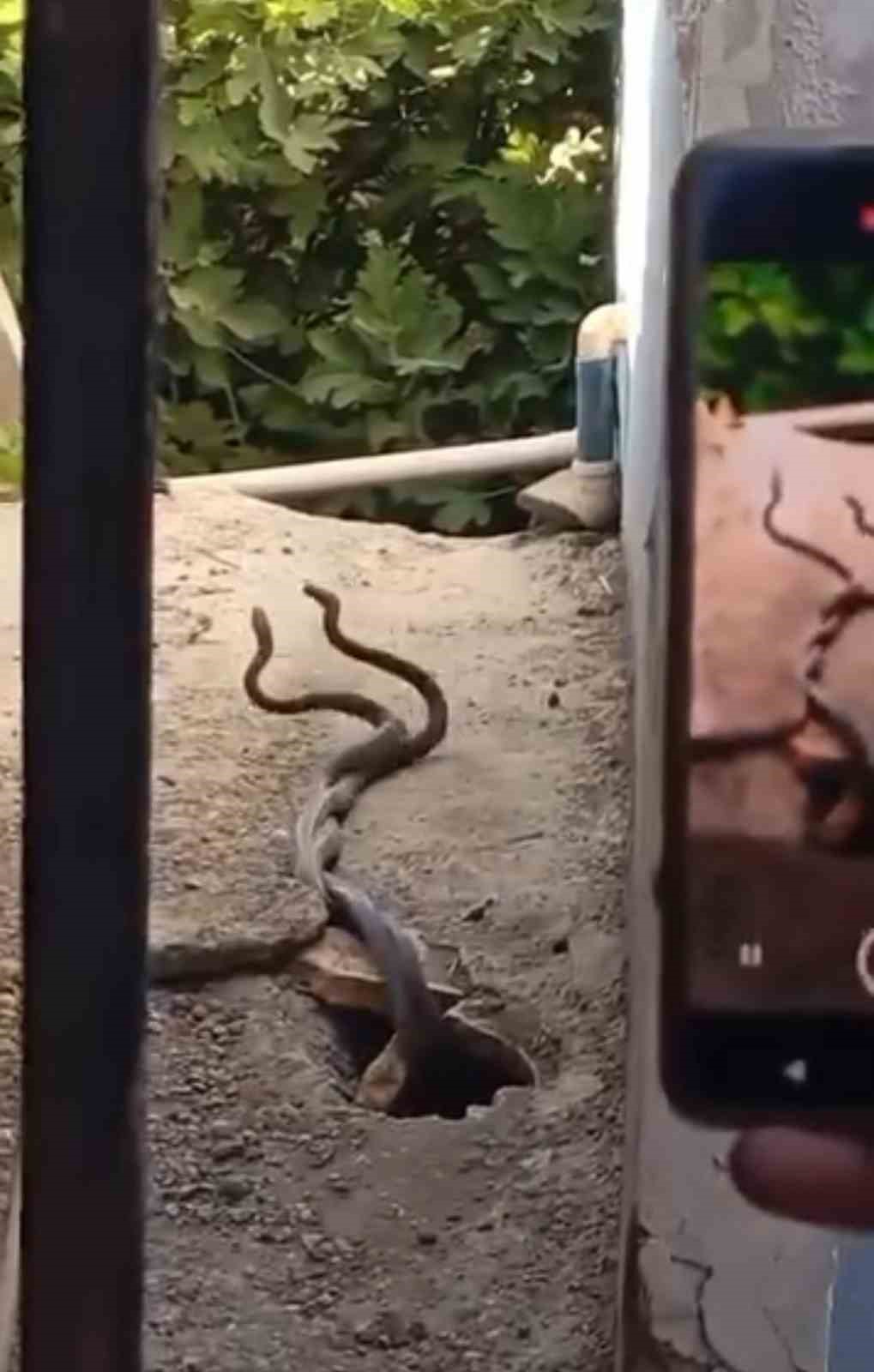 Evin içinden çıkan yılanlar paniğe neden oldu